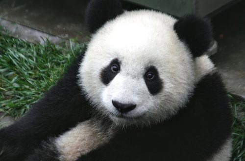 科学家在大熊猫血液中发现能杀灭超级病菌的强效抗生素。