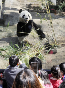 中国大熊猫助东京上野动物园吸引400万游客（图）