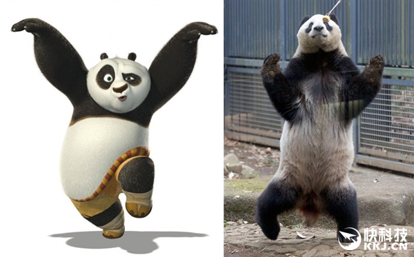 大熊猫打拳抓拍：神同步《功夫熊猫》阿宝