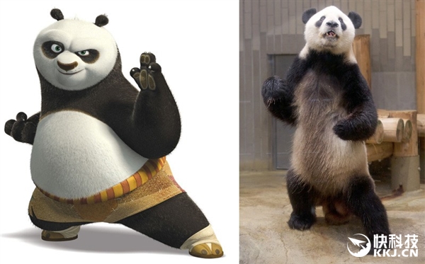 大熊猫打拳抓拍：神同步《功夫熊猫》阿宝