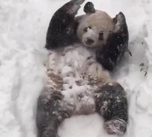 大熊猫玩雪视频走红 美国男子跟风穿熊猫服玩雪