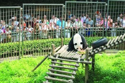 汶川大地震后从四川来汉 10岁大熊猫伟伟迎“而立”