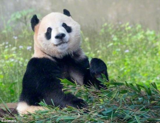 大熊猫需要节省能量，因为它们从竹子饮食中得到非常少的营养物。甲状腺是令它们行动迟缓的众多原因的其中之一。即使移动时，一只大熊猫也只用了一个不动的人一半的能量。