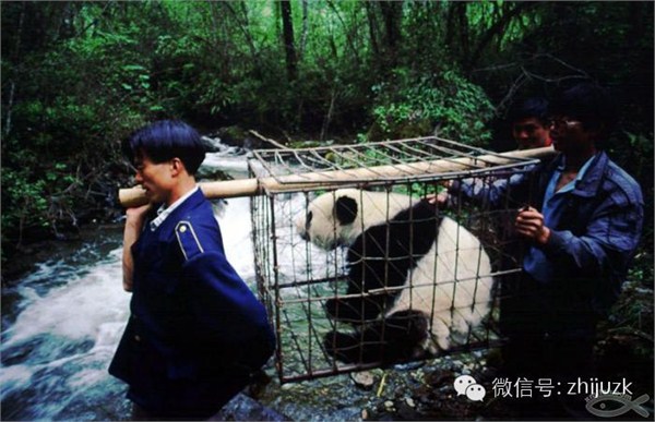 丹麦女王访华 中国将向丹赠送两只熊猫 盘点中国熊猫外交史