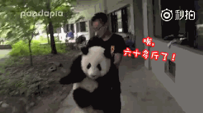 体重过百？大熊猫宝宝不能接受撒泼打滚(图)
