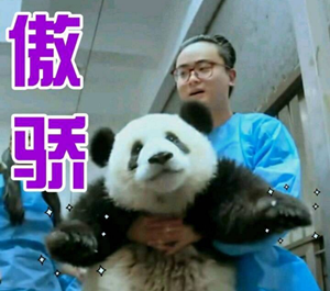 体重过百？大熊猫宝宝不能接受撒泼打滚(图)