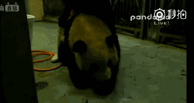 体重过百？大熊猫宝宝不能接受撒泼打滚(图)