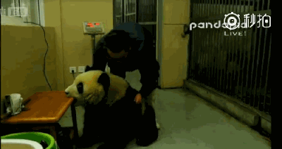 体重过百？大熊猫宝宝不能接受撒泼打滚(图)