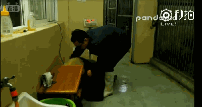 体重过百？大熊猫宝宝不能接受撒泼打滚(图)