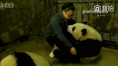 体重过百？大熊猫宝宝不能接受撒泼打滚(图)