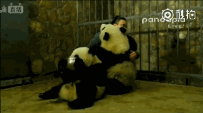 体重过百？大熊猫宝宝不能接受撒泼打滚(图)