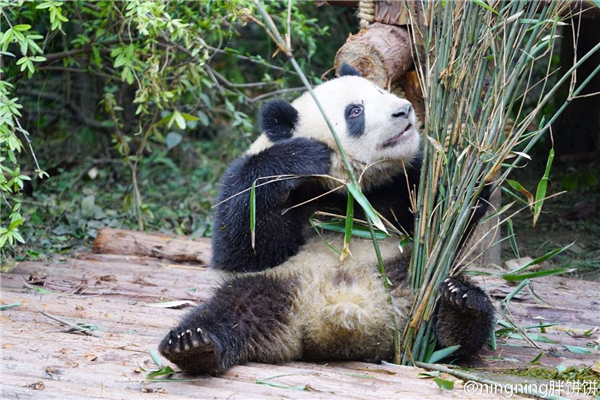 体重过百？大熊猫宝宝不能接受撒泼打滚(图)
