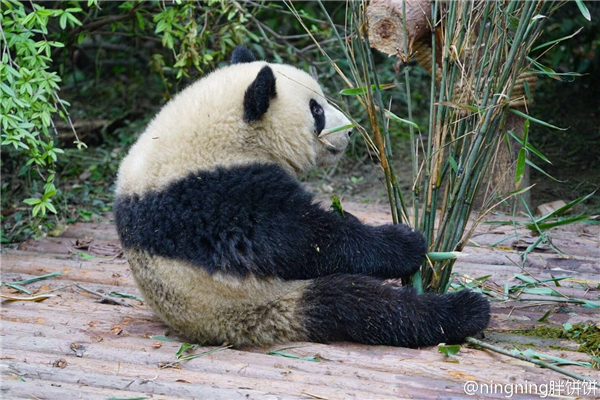 体重过百？大熊猫宝宝不能接受撒泼打滚(图)