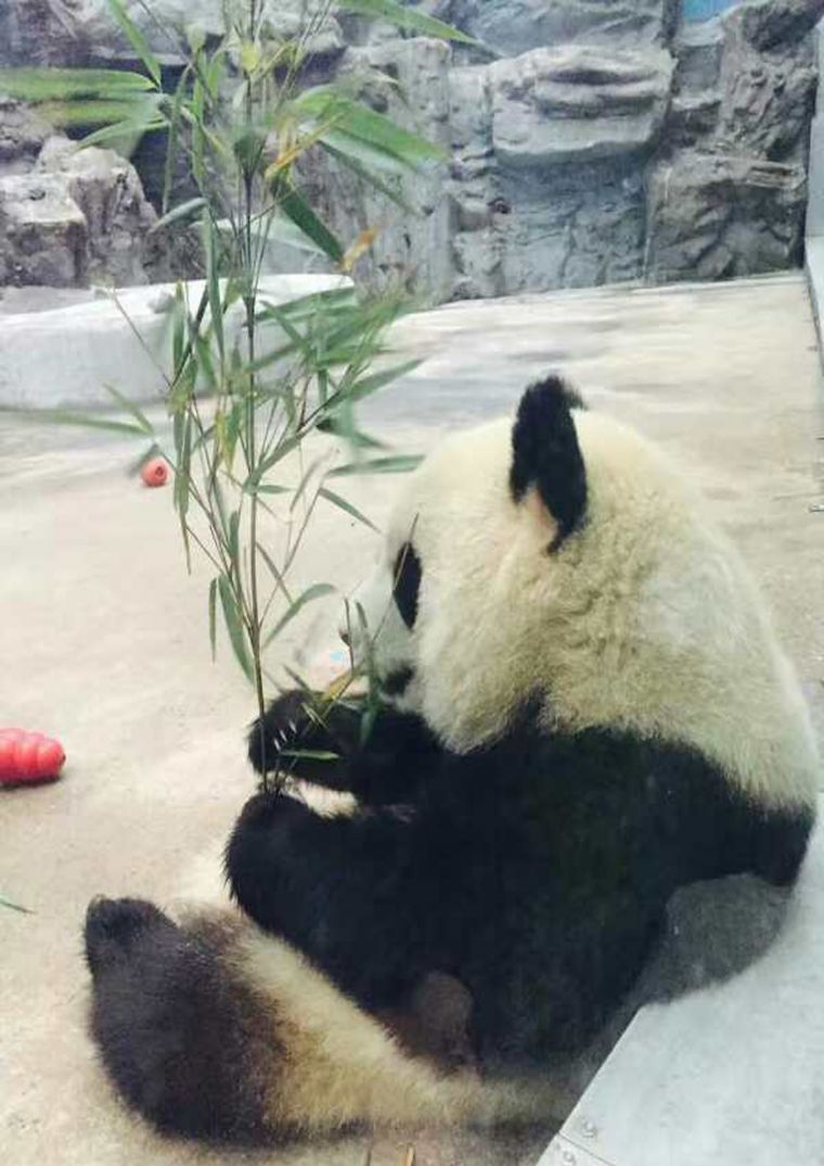 七巧吃美食