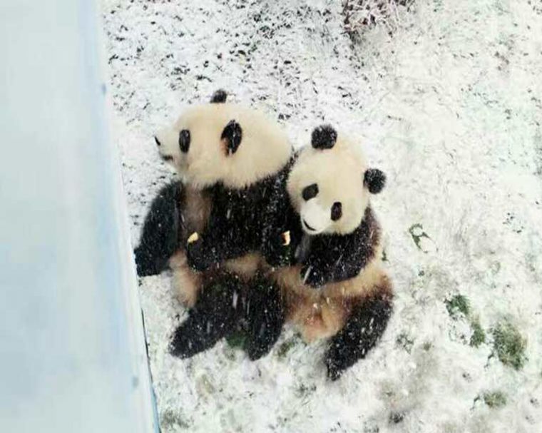 七巧七喜