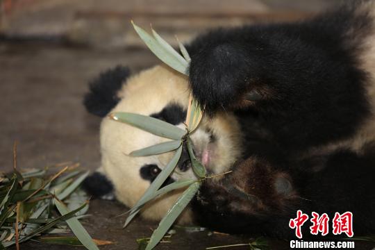 正在逐步恢复健康的大熊猫“囡囡”。