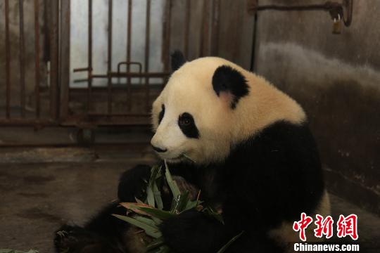 正在逐步恢复健康的大熊猫“囡囡”。　崔凯 摄