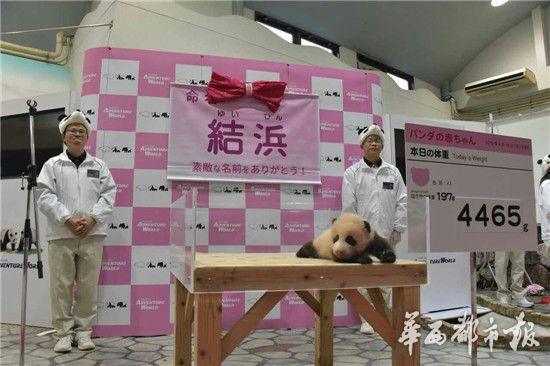 2016年日本首只熊猫幼仔取名“结浜”