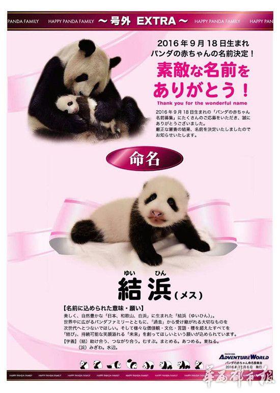 2016年日本首只熊猫幼仔取名“结浜”