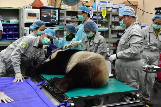 3月17日，台北市动物园兽医师对大熊猫进行人工繁殖作业和健康检查。（新华社发）