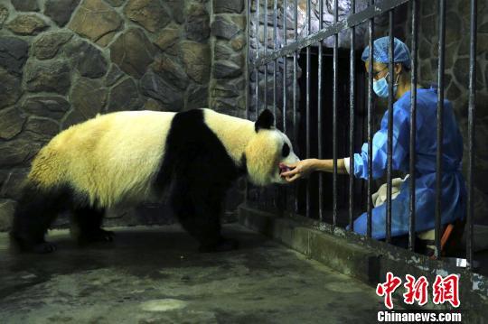 饲养员取走大熊猫“妮妮”的新生宝宝。　钟欣 摄