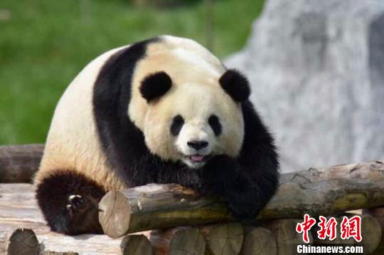 大熊猫在栖息架上纳凉 于腾蛟 摄