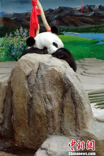 大熊猫趴在假山石上休息 于腾蛟 摄