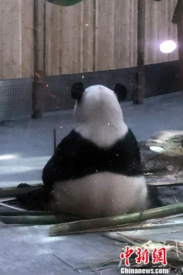 大熊猫坐在地上休息 于腾蛟 摄
