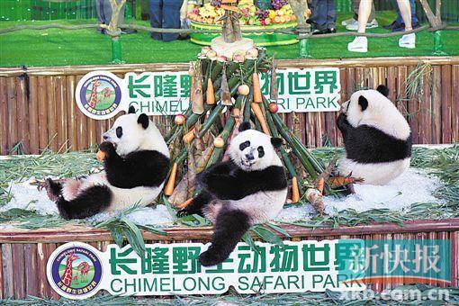 长隆大熊猫三胞胎3岁生日会 “爱你一起萌帅酷”