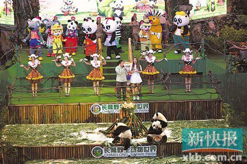长隆大熊猫三胞胎3岁生日会 “爱你一起萌帅酷”