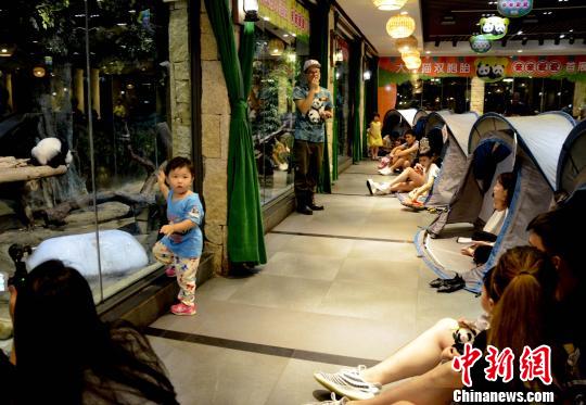 广州长隆推出“夜宿熊猫馆”项目