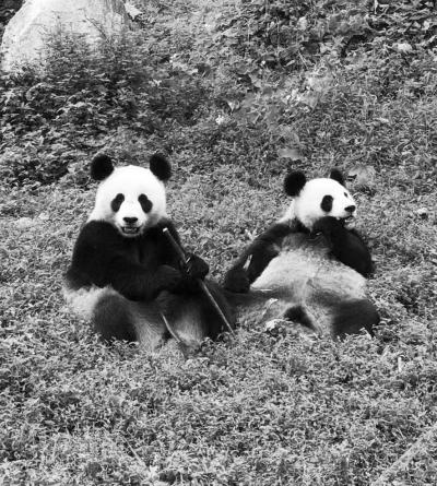 今天，3只大熊猫来南京啦！