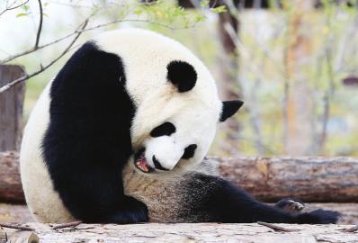 济野熊猫节游客享福利