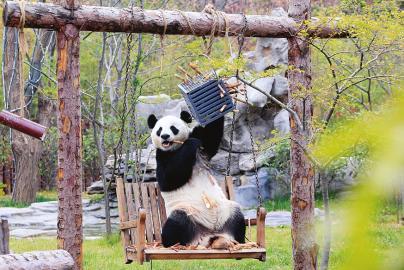 济野熊猫节游客享福利