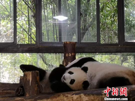 中国大熊猫保护研究中心上海基地两只半岁大熊猫得名