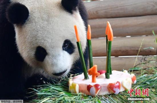 大熊猫“梦梦”庆祝四岁生日，享用美味蛋糕。