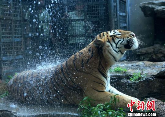 17日，在济南动物园内，保育员定时为老虎冲“凉水澡”。　郭玲 摄