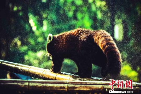 图为小熊猫在喷淋中悠闲散步。　杜欣然 摄