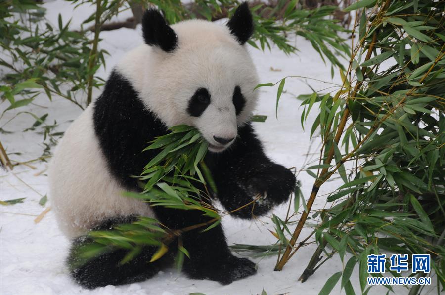 （国际）（3）奥地利出生的大熊猫龙凤胎即将返回中国