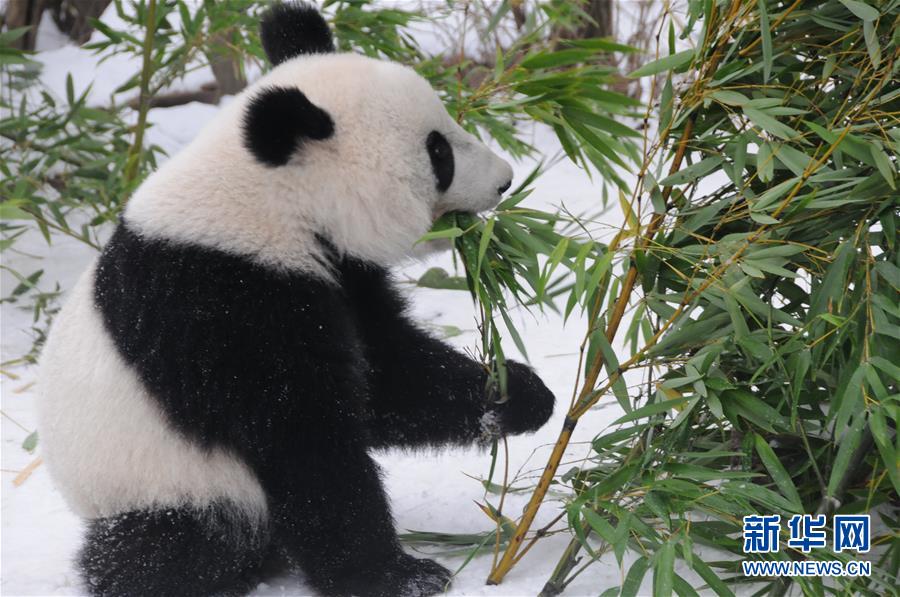 （国际）（4）奥地利出生的大熊猫龙凤胎即将返回中国