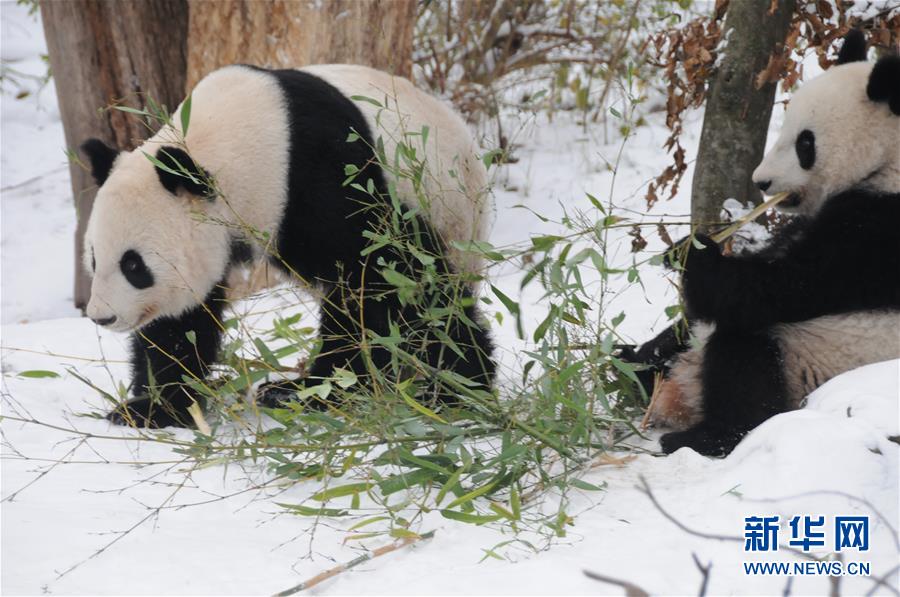 （国际）（5）奥地利出生的大熊猫龙凤胎即将返回中国