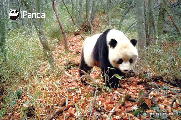 保护区内的大熊猫