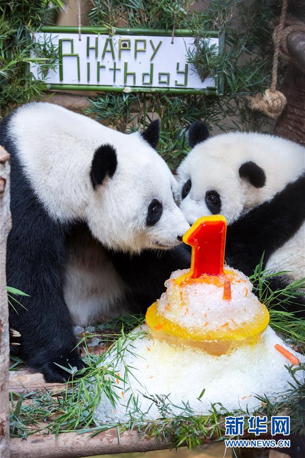 （国际）（2）马来西亚为在马出生的第二只大熊猫宝宝庆生