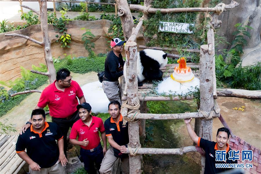 （国际）（9）马来西亚为在马出生的第二只大熊猫宝宝庆生