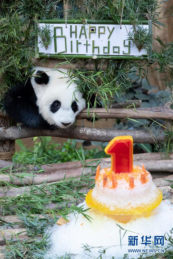 （国际）（11）马来西亚为在马出生的第二只大熊猫宝宝庆生