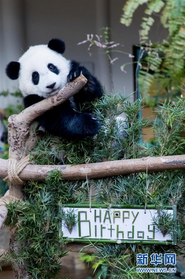 （国际）（14）马来西亚为在马出生的第二只大熊猫宝宝庆生