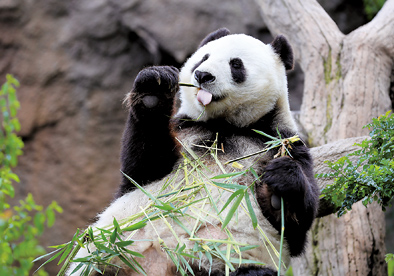 4月6日,在圣迭戈动物园熊猫馆,大熊猫