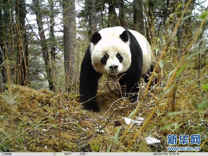 （图文互动）（1）四川黄龙自然保护区红外相机拍摄到大熊猫带崽活动